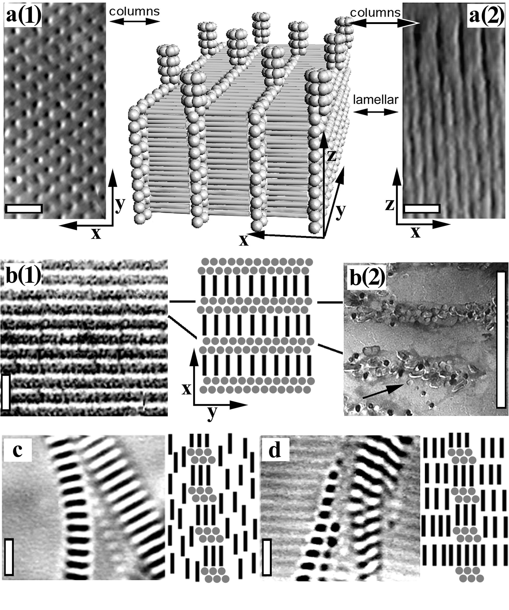 image lamellar